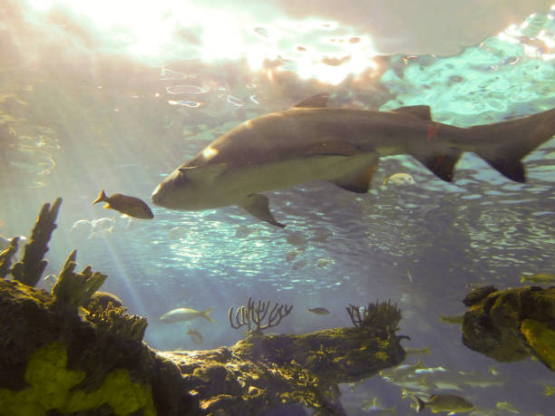 istock Shark Swimming Over Reef 1153944552