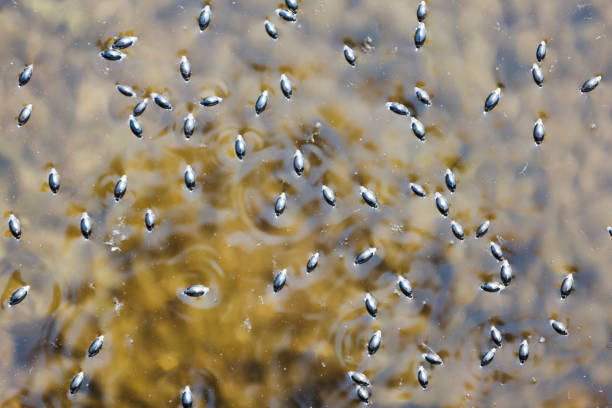 escarabajos whirligig (gyrinus spp.) - whirligig beetle fotografías e imágenes de stock