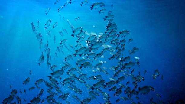 魚の学校は円で泳ぐ - fish barracuda underwater circle ストックフォトと画像