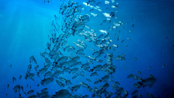 魚の学校は円で泳ぐ - fish barracuda underwater circle ストックフォトと画像