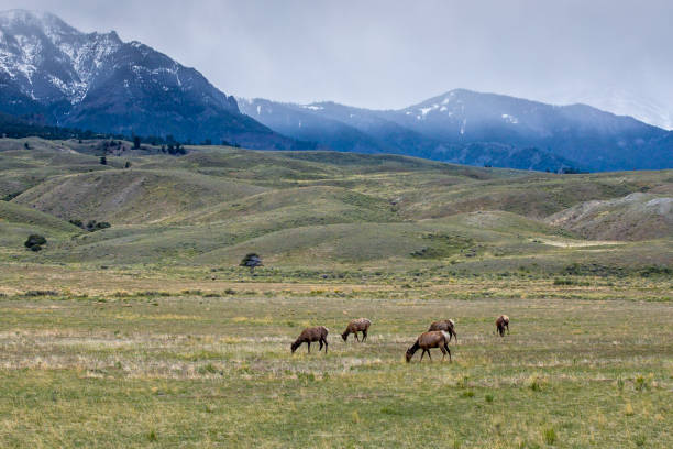 istock Herd of Elk by Gardiner, MT. 1153948879