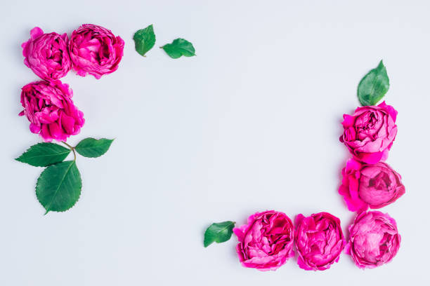 istock Spring flowers. Pink flowers on white background. 1153949184