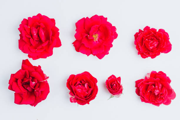 istock Spring flowers. Pink flowers on white background. 1153949192