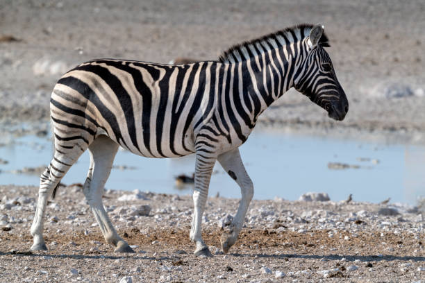 istock Female Plains Zebra, Etosha National Park, Namibia. 1153951027