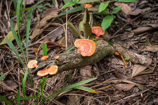 Wild mushroom found on trail born on a tree trunk.\nRio de Janeiro - Brazil \n09/2017