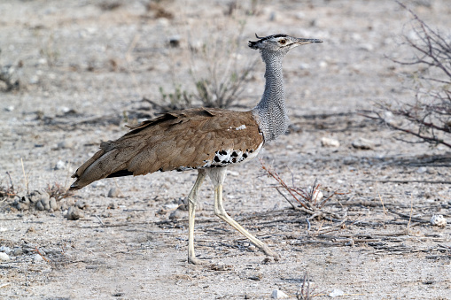 Kori Bustard (Ardeotis kori) in Etosha National Park, Namibia.