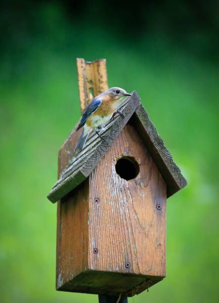 istock Female Bluebird Tending Nest 1153951196