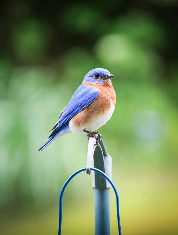 Eastern Bluebird sitting on a post and all fluffed up.
