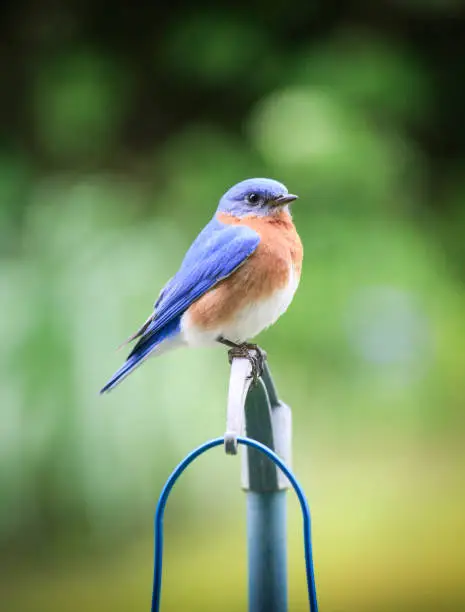 Photo of Eastern Bluebird