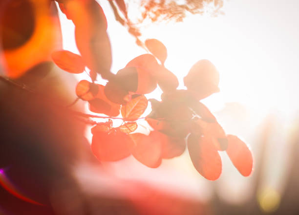 peruca vermelha shrub-cotinus coggygria-roxo real-jogo das cores-detalhe - european smoketree - fotografias e filmes do acervo