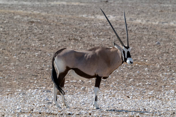 istock Lone Oryx, Etosha National Park, Namibia. 1153951272
