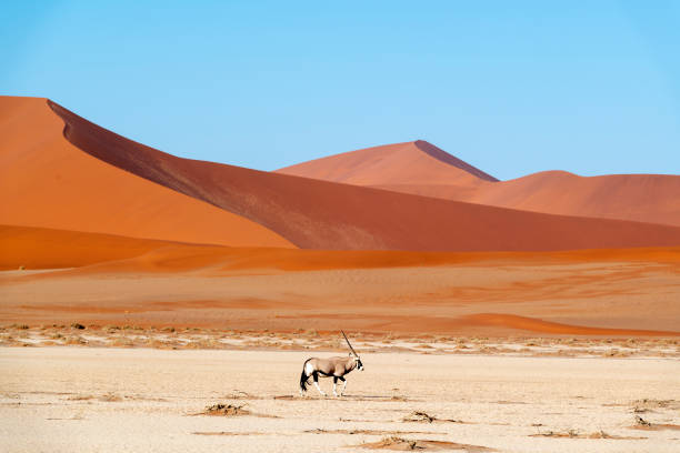 lone oryx et les dunes de sossus, namibie - desert animals photos et images de collection