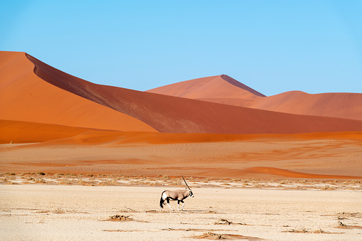 Morning and evening light on the dunes and a lone oryx  in Namib-Naukluft National Park, Namibia.