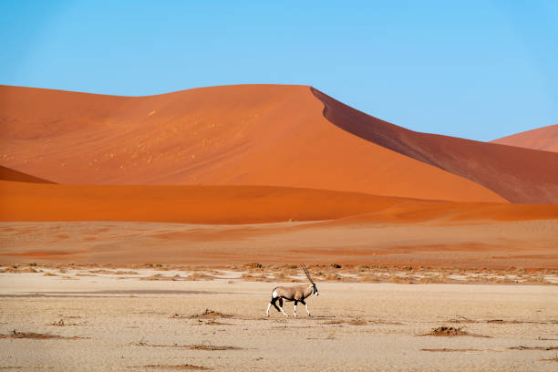 istock Oryx and the Sossus Dunes, Namibia 1153952435