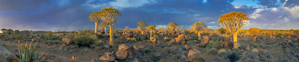 panorama kołczanów w lesie drzew kołczanów, południowa namibia - keetmanshoop zdjęcia i obrazy z banku zdjęć
