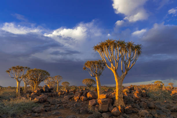 kołczan drzew i w pobliżu burza z piorunami, południowa namibia - keetmanshoop zdjęcia i obrazy z banku zdjęć