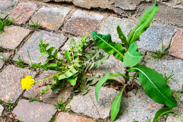 Weed control in the city. Dandelion and thistle on the sidewalk between the paving bricks stock photo