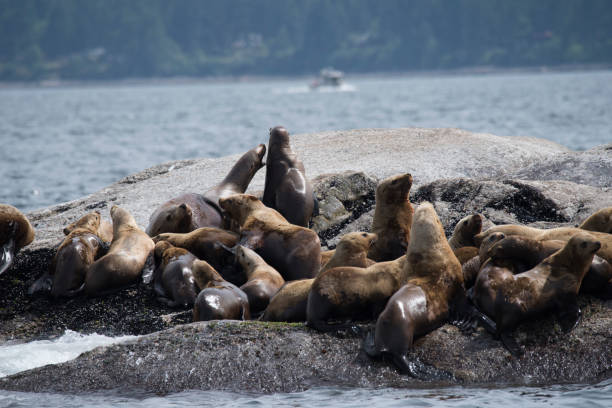istock Northern sea lions 1153957615