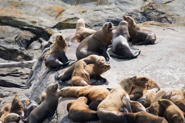 istock Steller sea lions sunbathing on a rock 1153957655