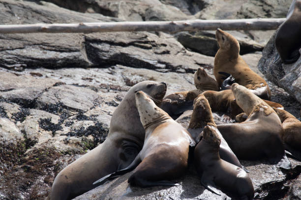 istock Steller sea lion vocalizing on the beach 1153957704