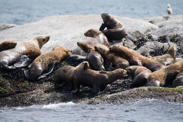 istock Steller sea lion colony 1153957870