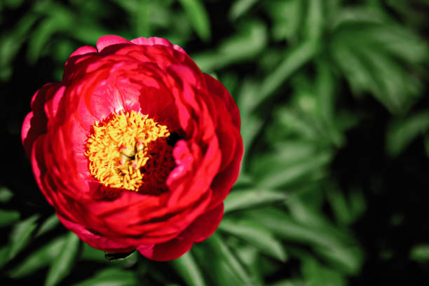 istock Peony flower in the garden 1153957939
