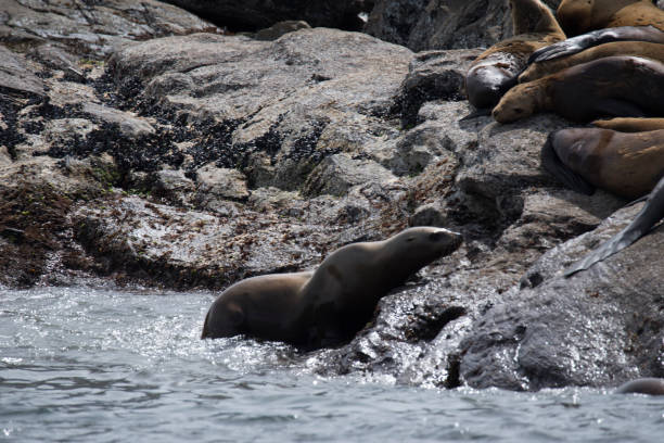 istock Northern Pacific Steller's sea lions 1153957954