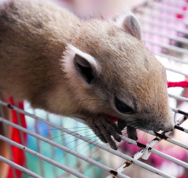 istock Young sugar glider hanging on her cage 1153958089