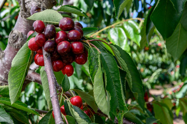 istock Close-up of Ripe Cherries On Tree 1153961090