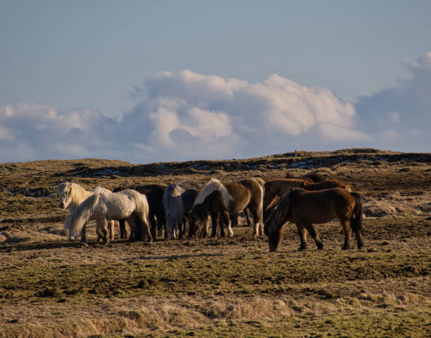 istock Small herd with Icelandic horses in a pasture 1153961191
