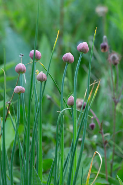 istock Alinium plants with buds in early summer 1153964116
