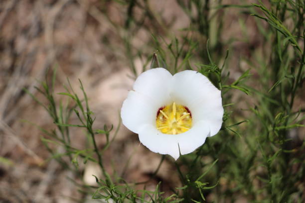 Sego Lily flower blooms in early June in the foothills of the Wasatch Mountains near Salt Lake City.