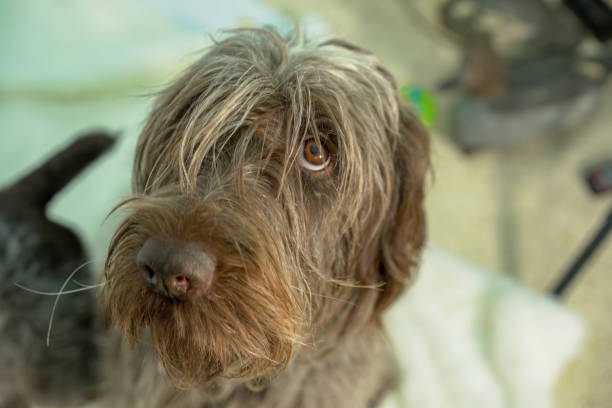 istock shaggy dog in a studio 1153964520
