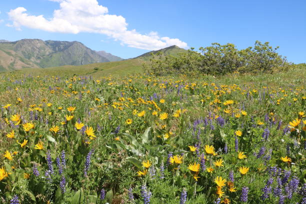 istock Wasatch foothills widflowers 1153964552