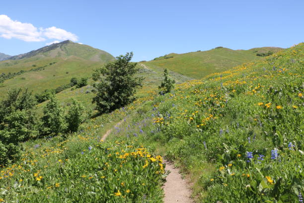 istock Wildflowers in the Wasatch Foothills 1153964616