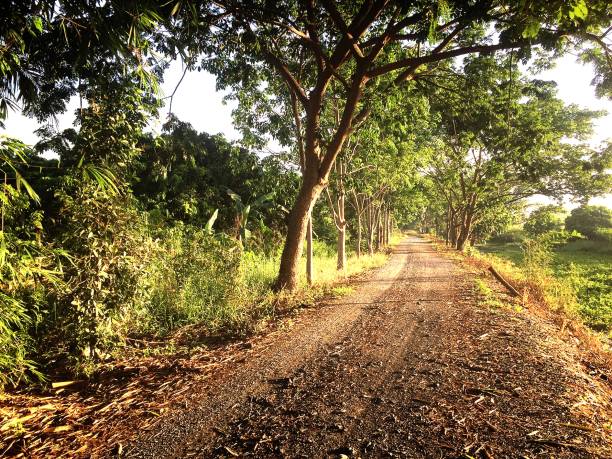 istock Road in the rural 1153966957