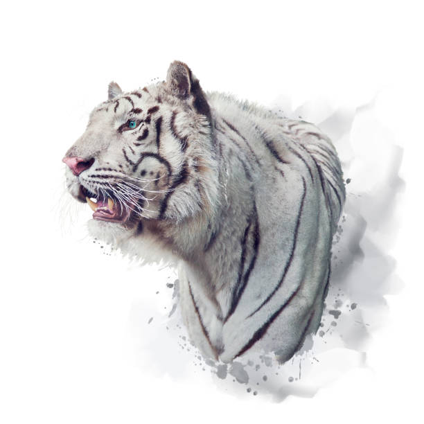 istock White tiger watercolor illustration on white 1153968180