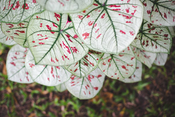 Beautiful Caladium bicolor close up texture background