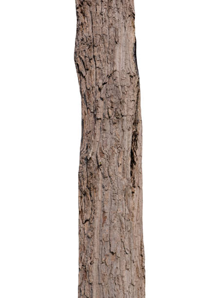 istock Trunk of a tree Isolated On White Background 1153971318
