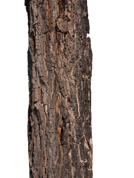 istock Trunk of a tree Isolated On White Background 1153971321