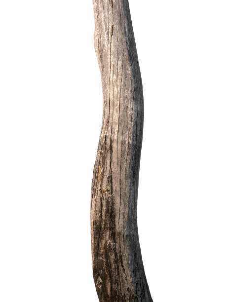 istock Trunk of a tree Isolated On White Background 1153971334