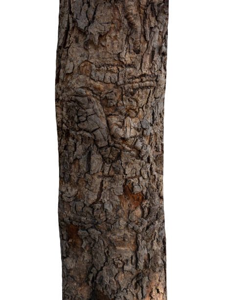 istock Trunk of a tree Isolated On White Background 1153971345