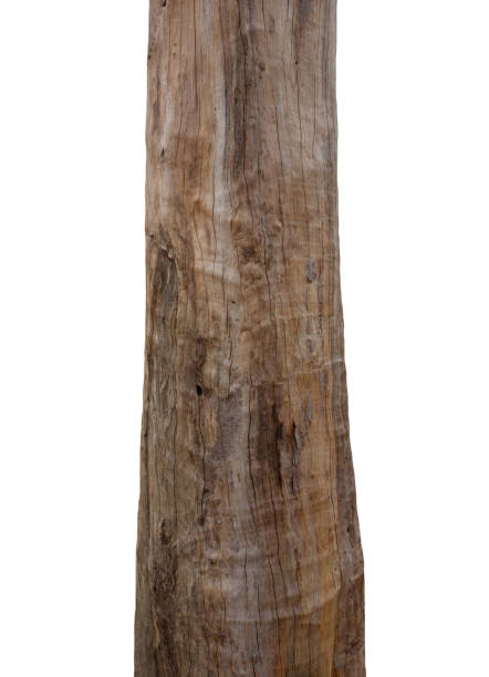 istock Trunk of a tree Isolated On White Background 1153971352