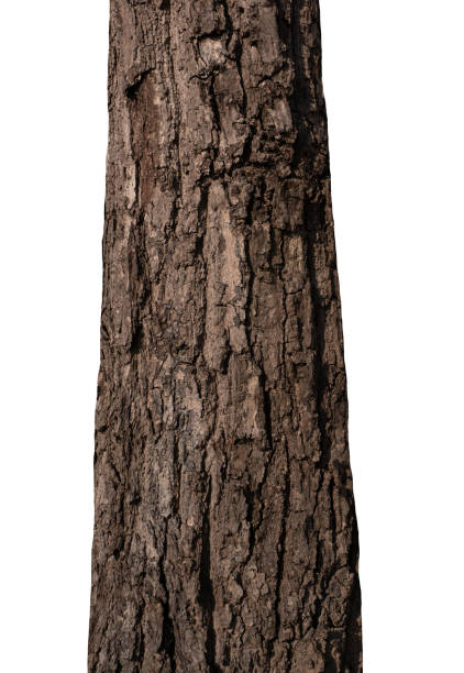 istock Trunk of a tree Isolated On White Background 1153971362