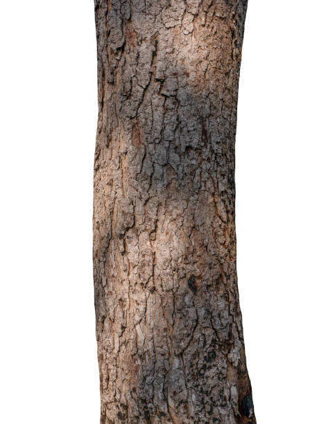 istock Trunk of a tree Isolated On White Background 1153971374