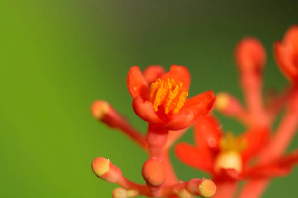 istock jatropha podagrica 1153972785