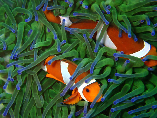 istock The beautiful underwater word with Western Clownfish or Anemonefish. 1153974690
