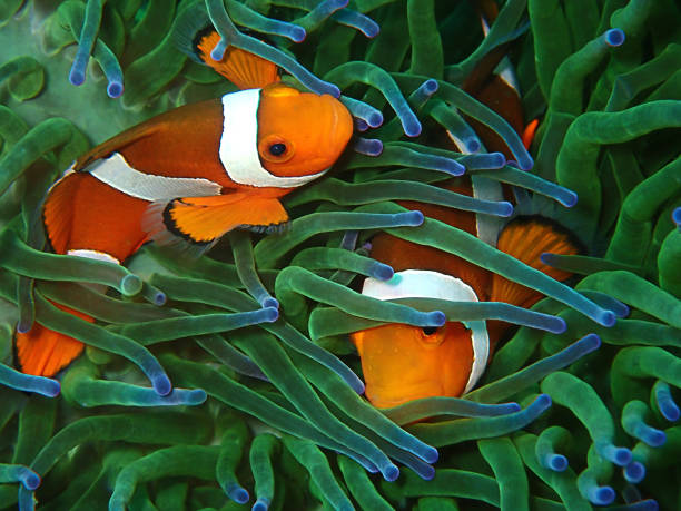 istock The beautiful underwater word with Western Clownfish or Anemonefish. 1153974855