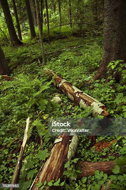 Forest Carpet Stock Photo - Download Image Now - Autumn, Beauty, Beauty In Nature