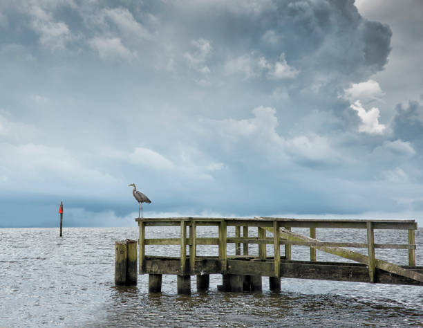 Great Blue Heron and storm clouds over Lake Pontchartrain A lone Great Blue Heron standing on a wooden fishing pier with dark storm clouds over Lake Pontchartrain. gloriole stock pictures, royalty-free photos & images